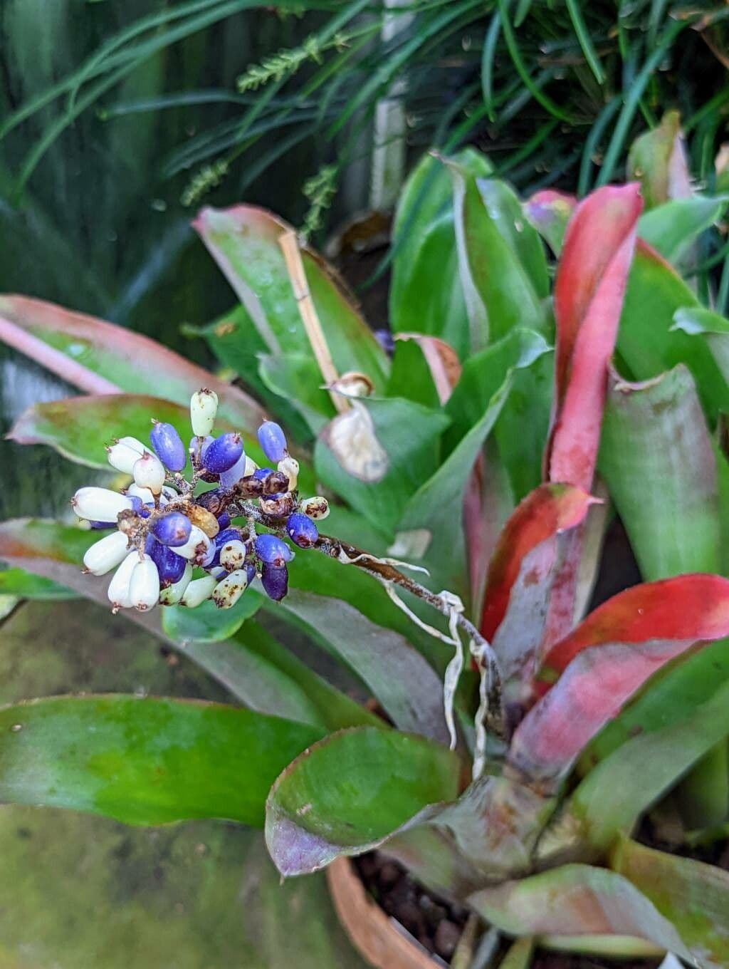 Aechmea 4