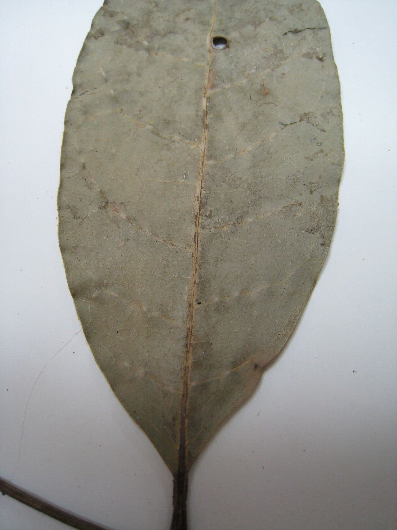 Protium decandrum 9