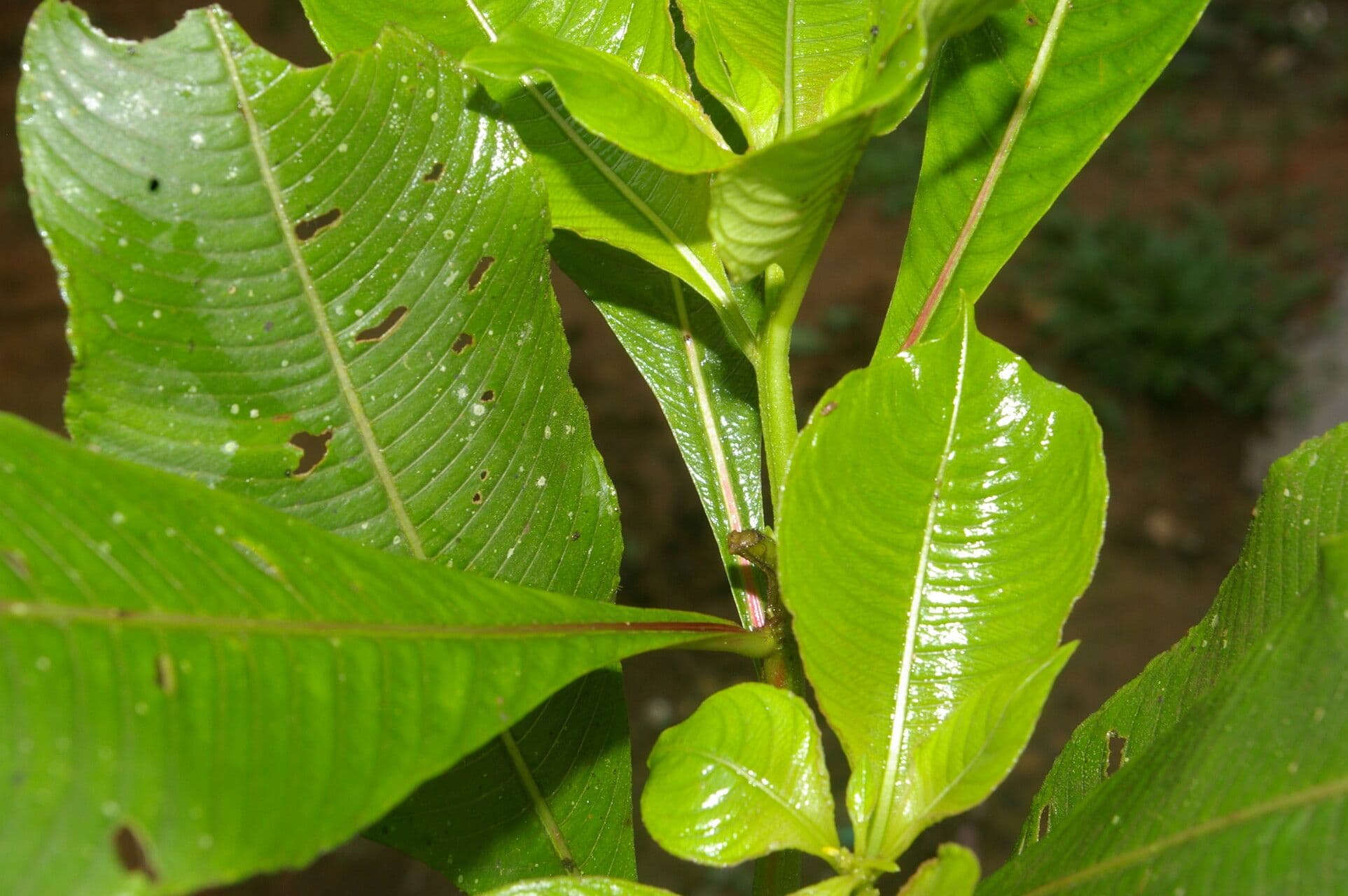 Ludwigia 12