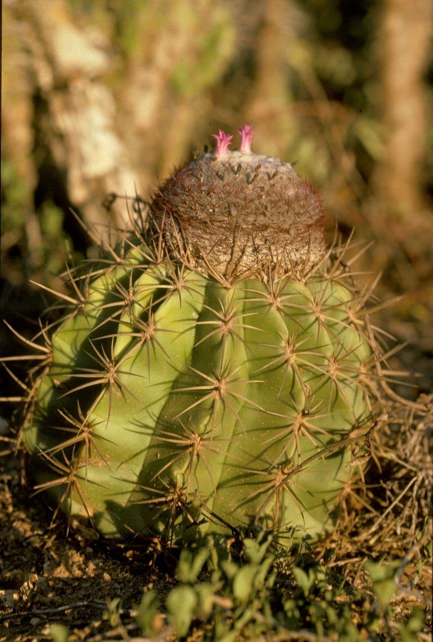 Melocactus 12