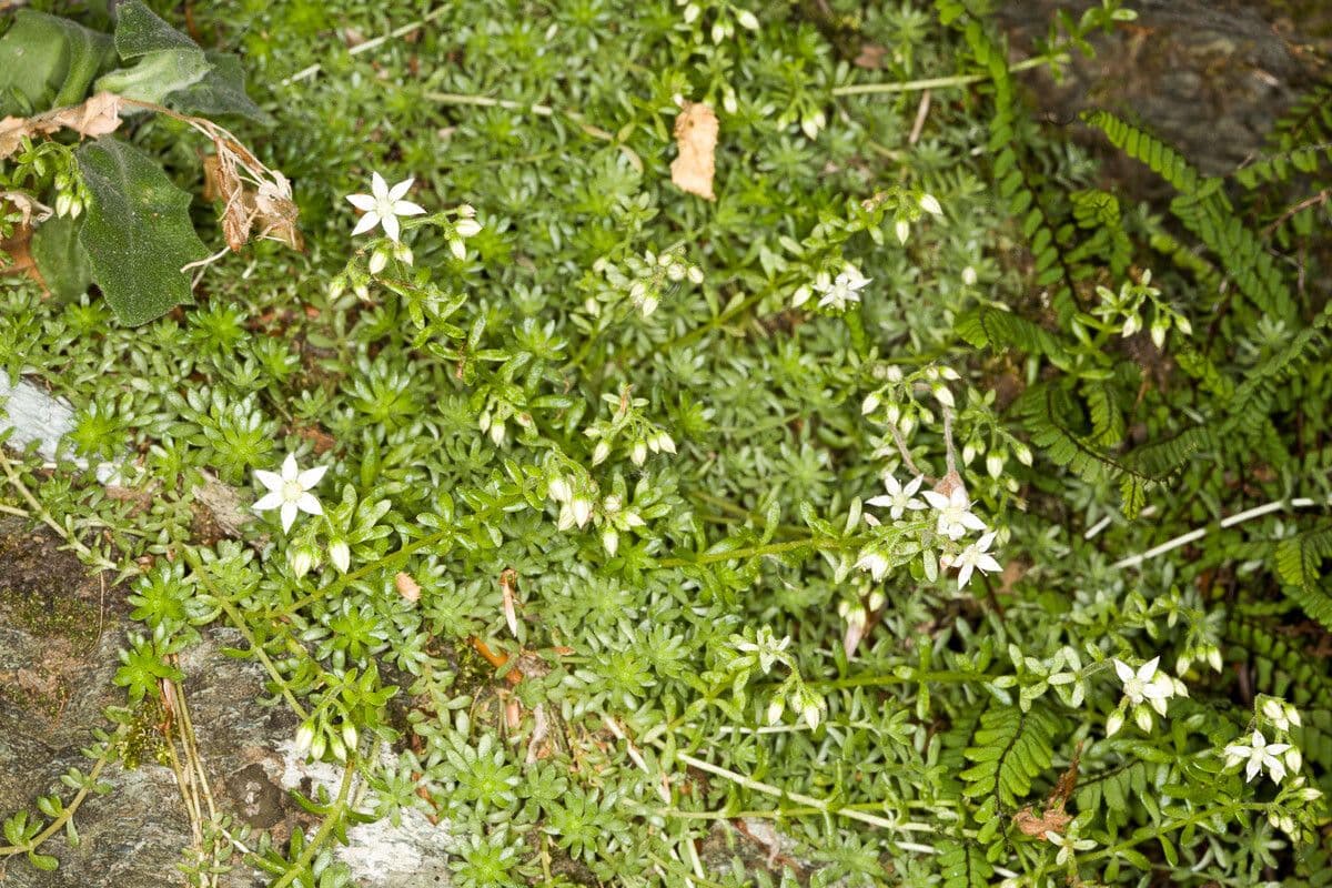 Sedum 11