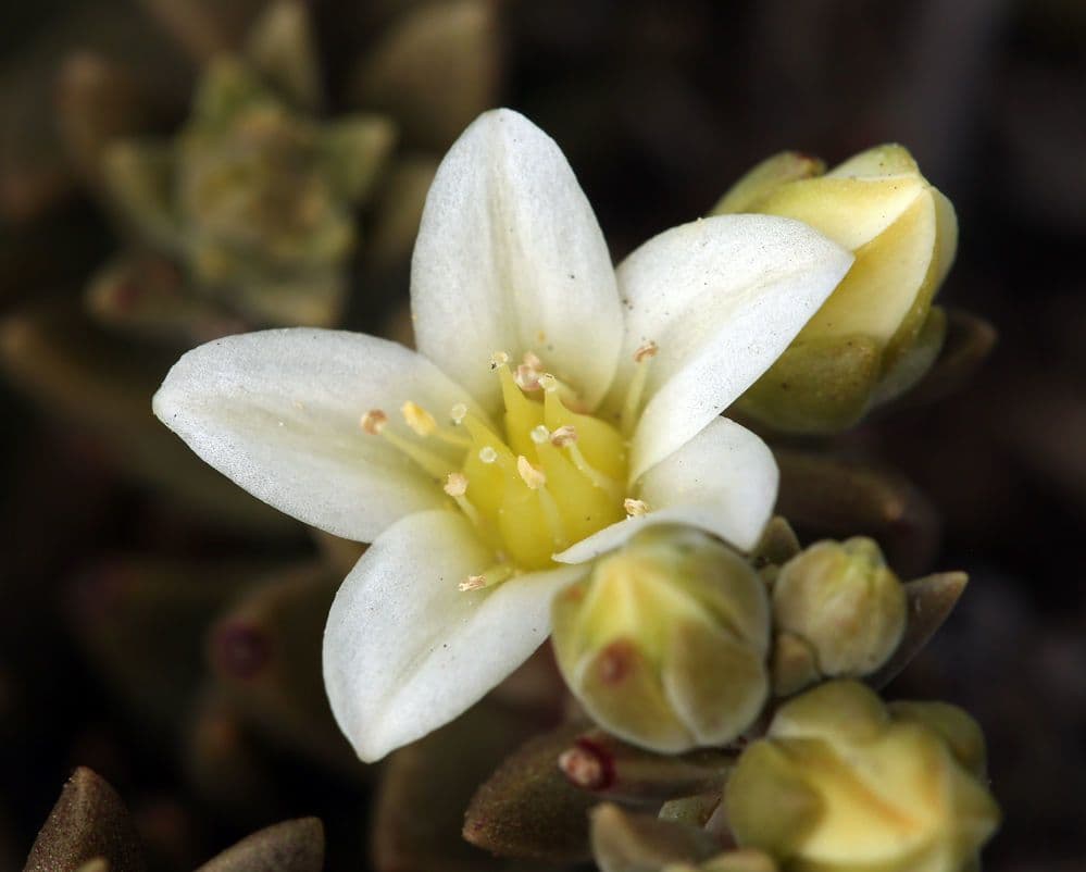 Dudleya 5