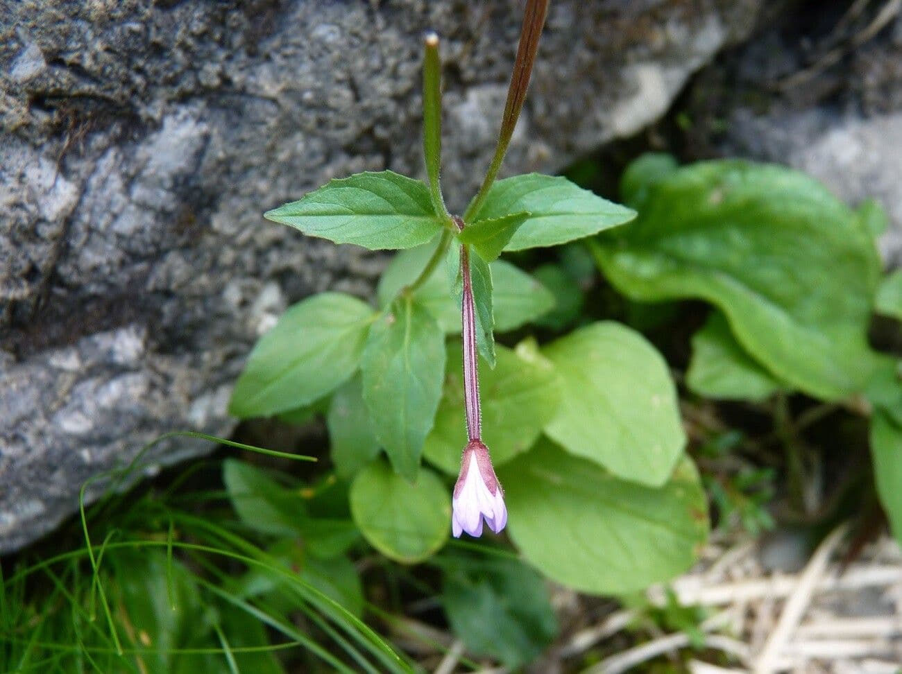 Epilobium 18