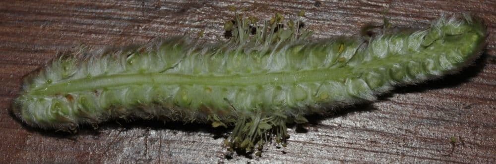 Dalea 3