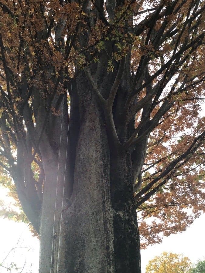 Zelkova del Caucaso 11