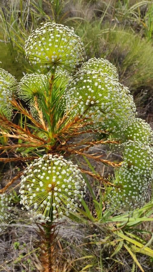 Paepalanthus 5