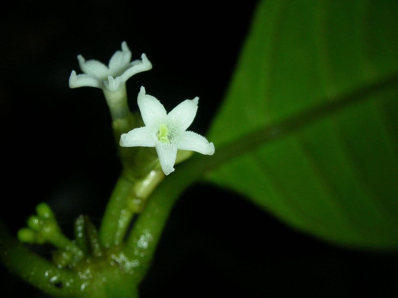 Ronabea latifolia 9