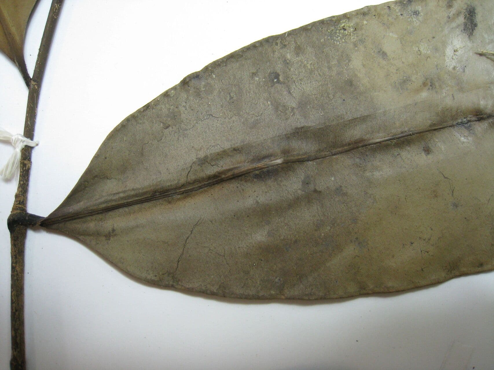 Roucheria 4