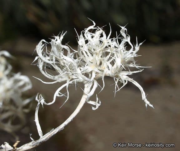Loeseliastrum schottii