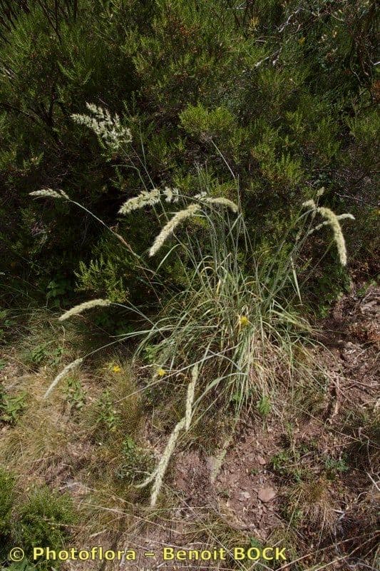 Trisetum 2