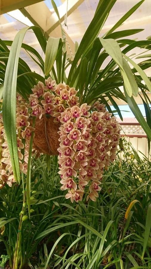 Cymbidium