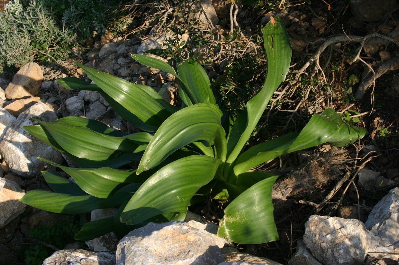 Drimia 8