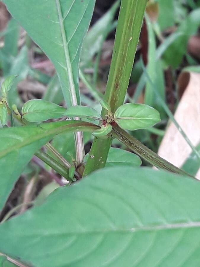 Ludwigia 16