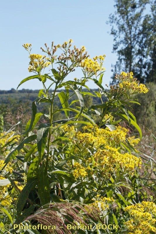 Senecio sarracenico 18