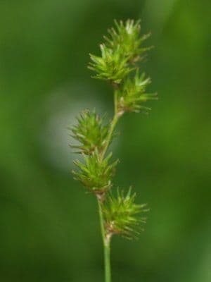 Carex normal 2