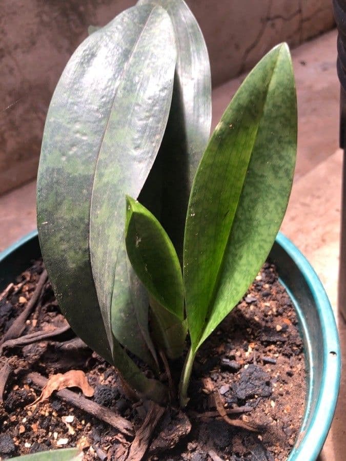 Orchidea monaca 20