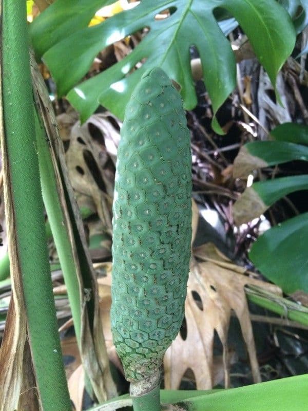 Monstera lahodná 5