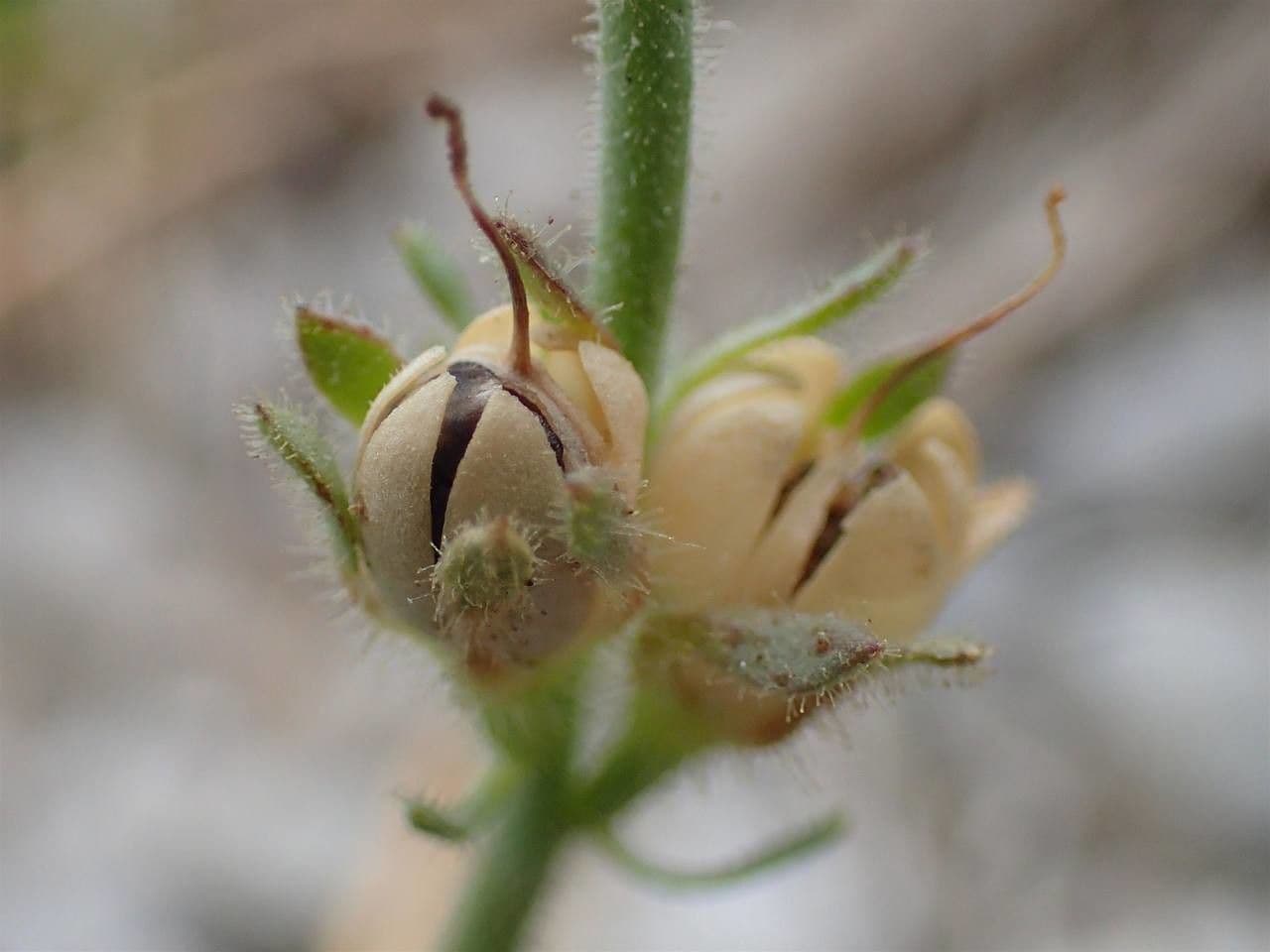 Linaria supina 3