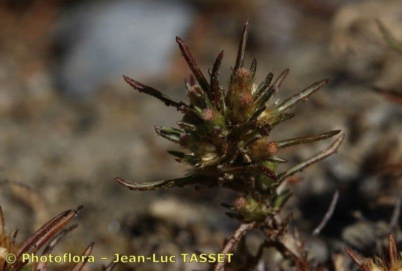 Ifloga spicata 3