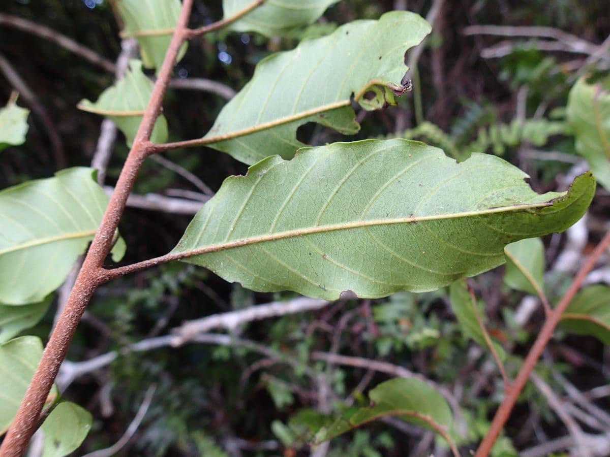 Cupaniopsis 4