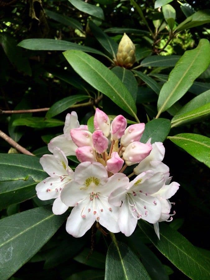 Rododendro massimo 10