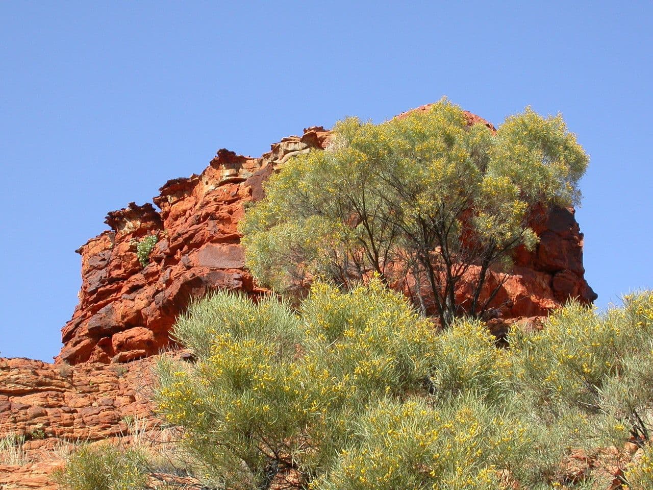 Acacia ligulata 9