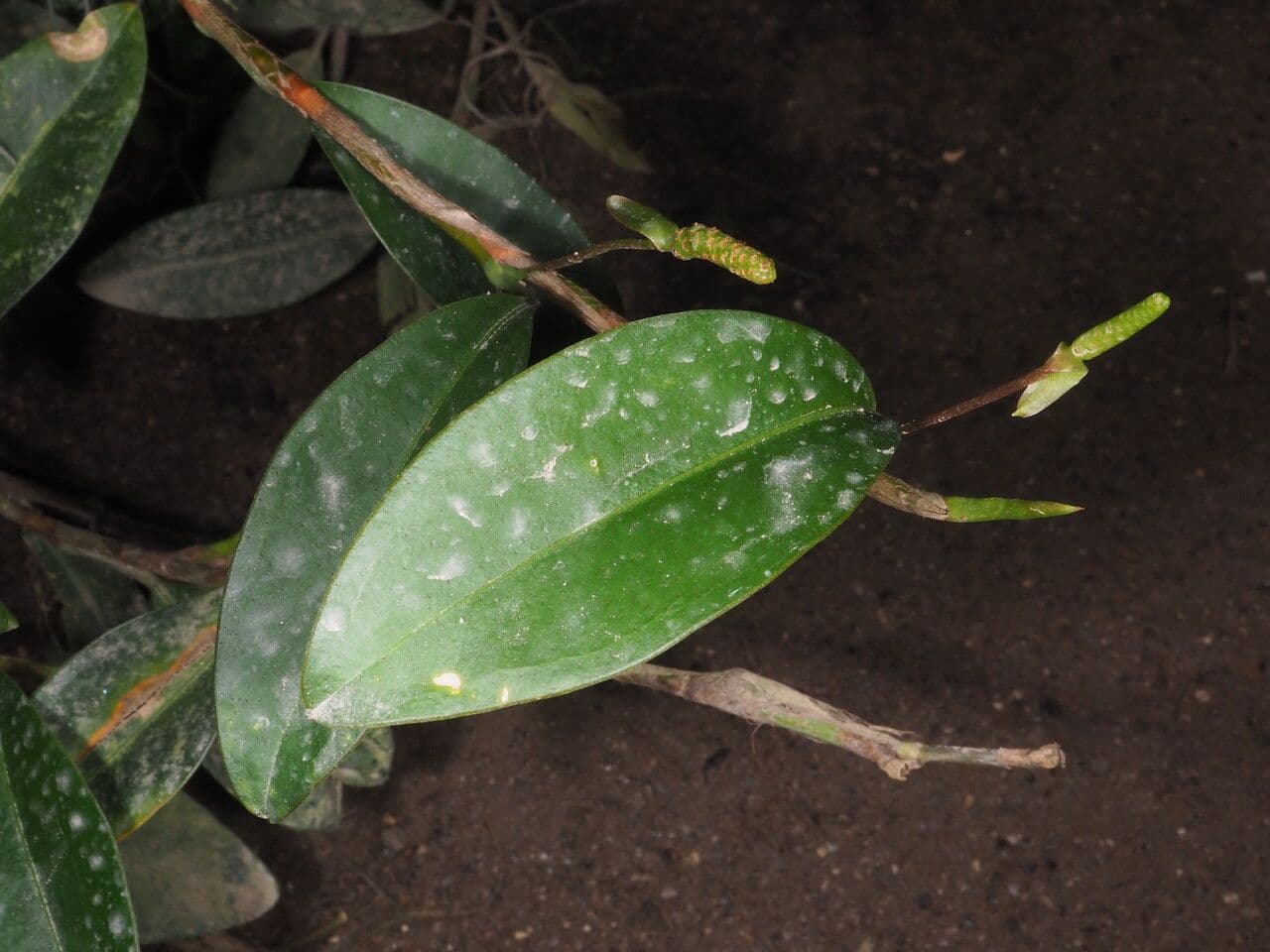 Antúria 11