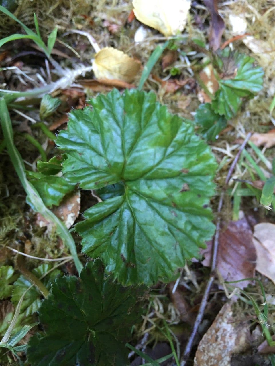 Magellan-Gunnera 13