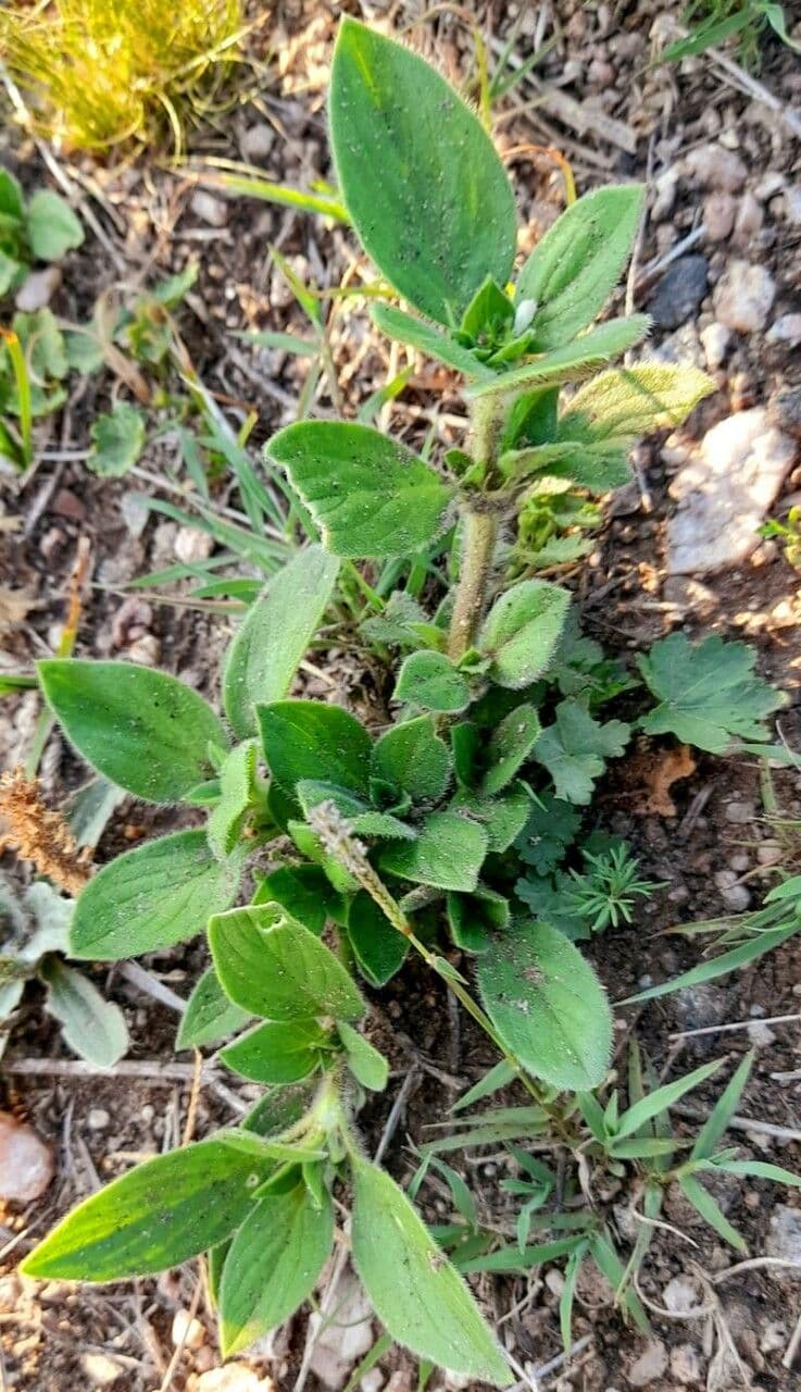 Richardia brasiliana 10