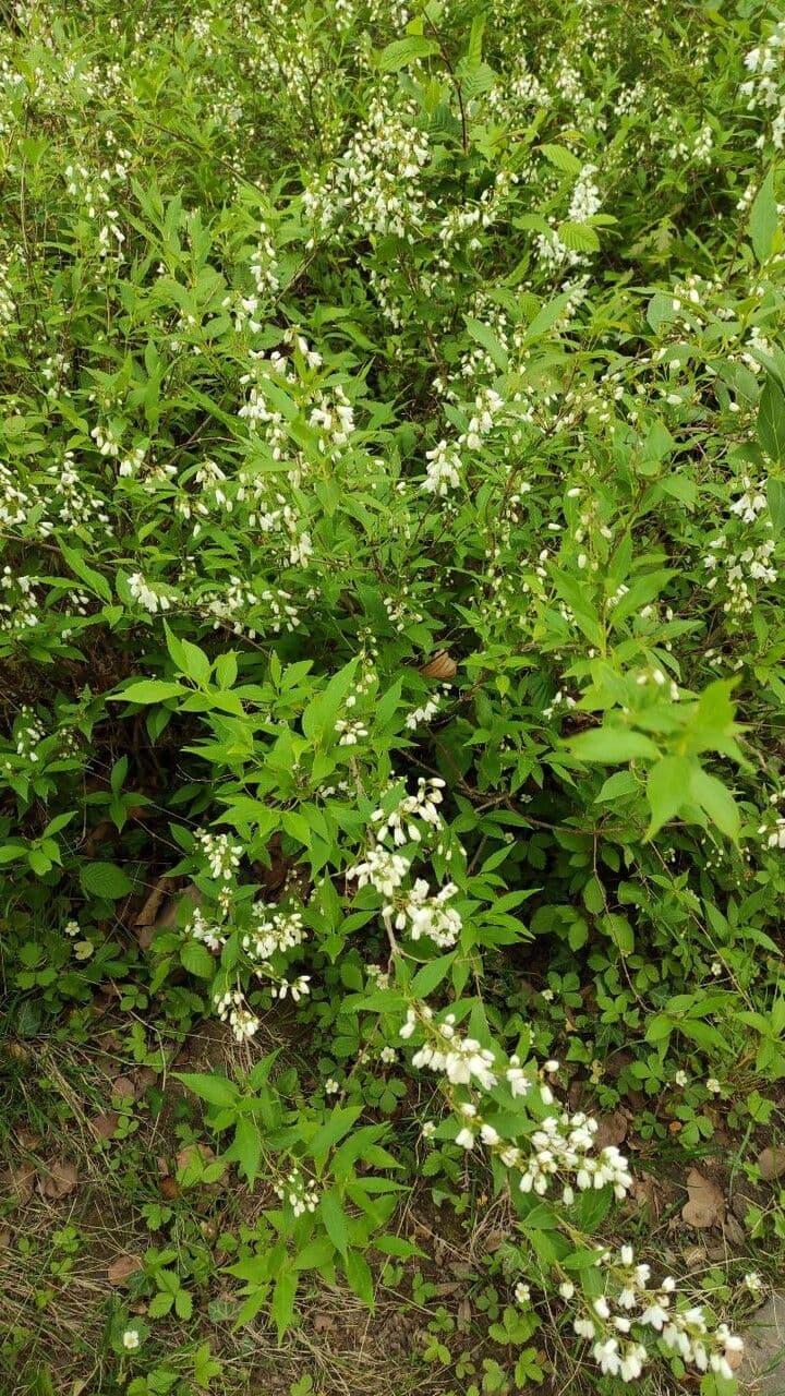 Deutzia gracilis 10