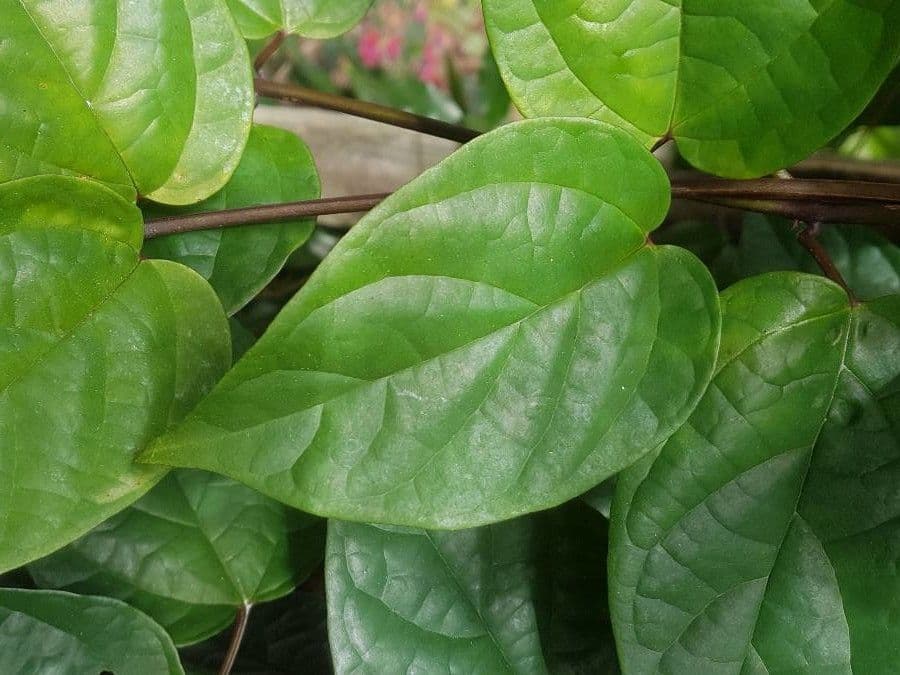 Antigonon leptopus 19