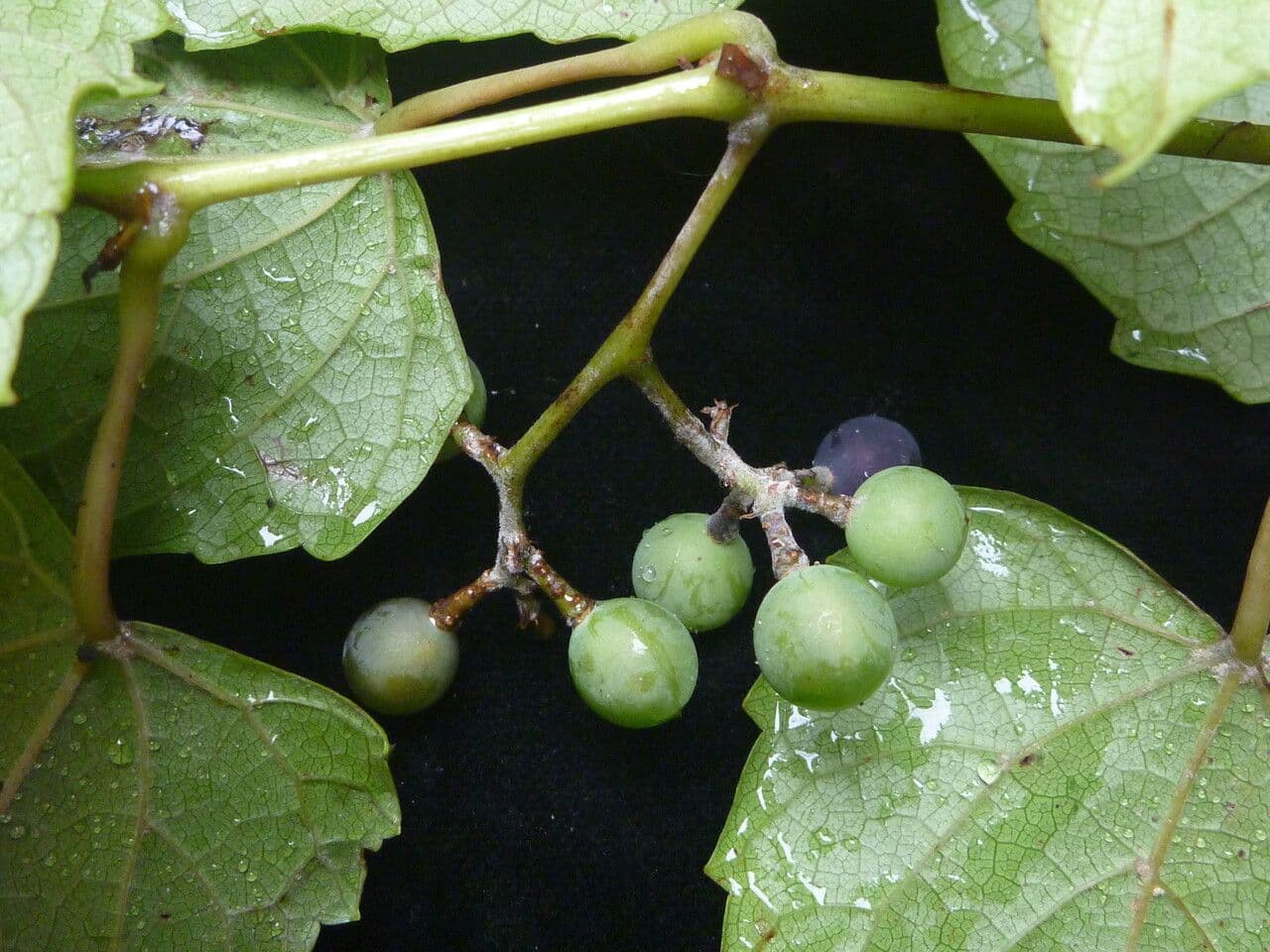 Vitis" 2