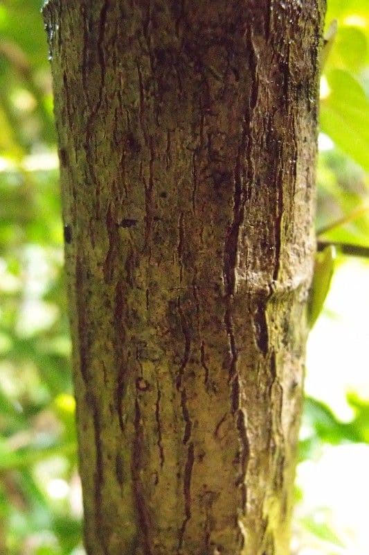 Eugenia 10