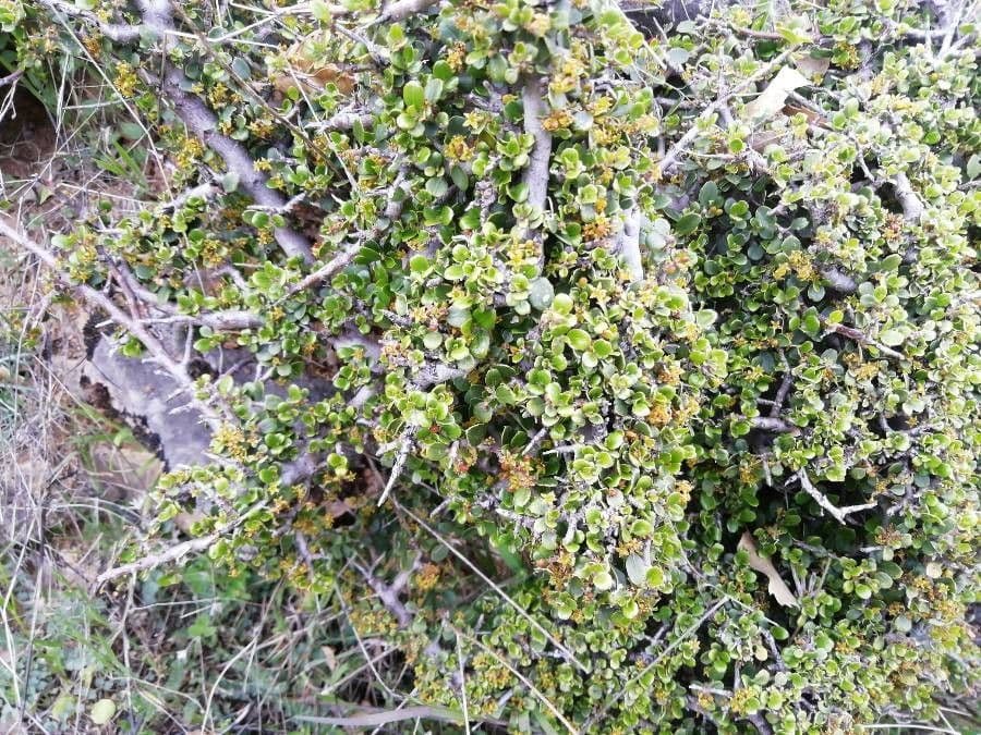 Spiny redberry 12