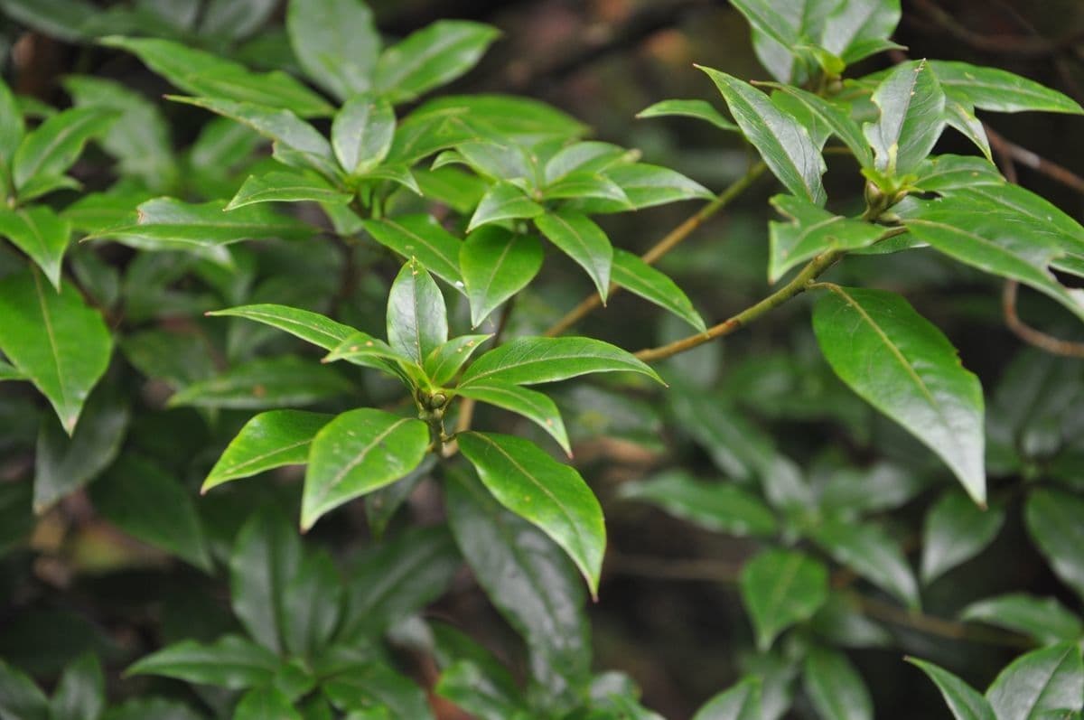 Rododendro 2