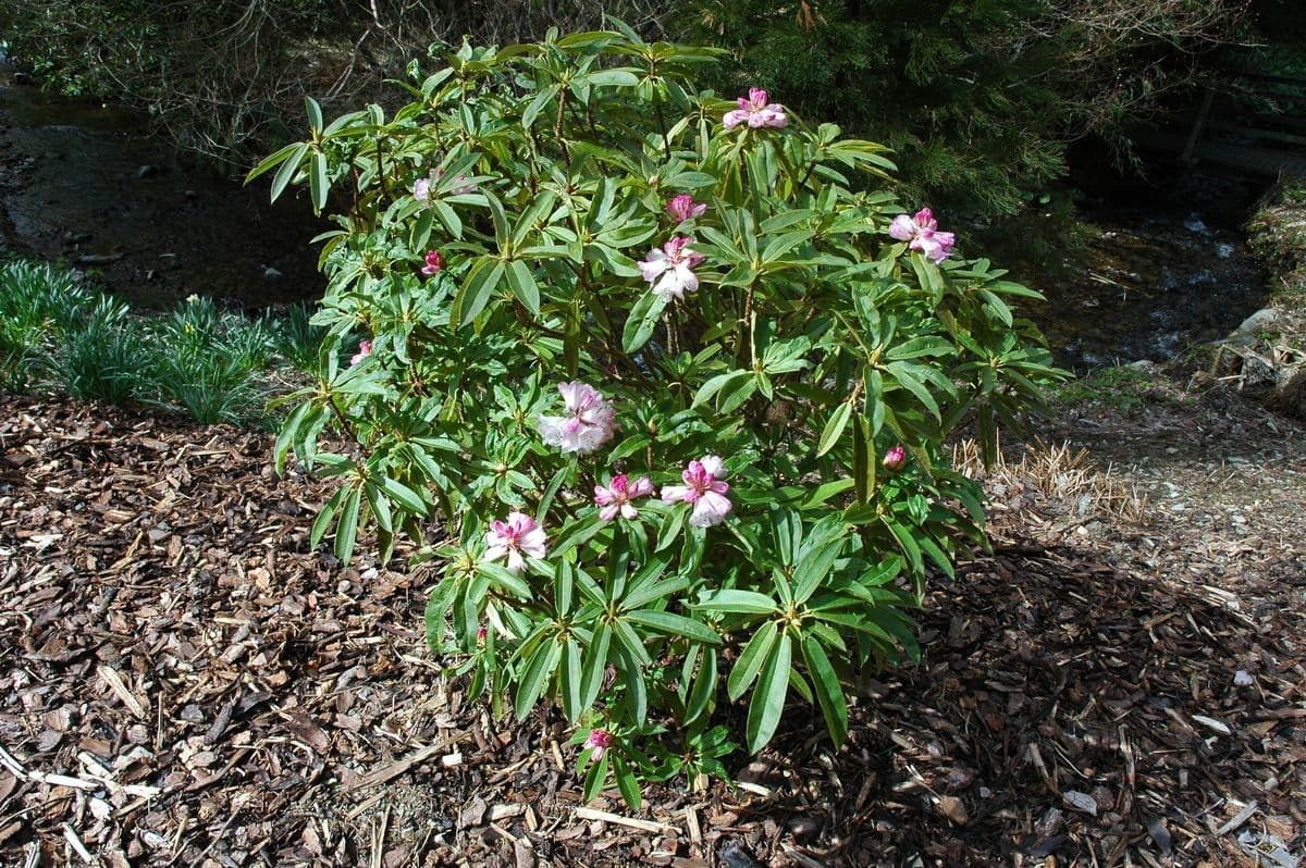 Rododendro 6