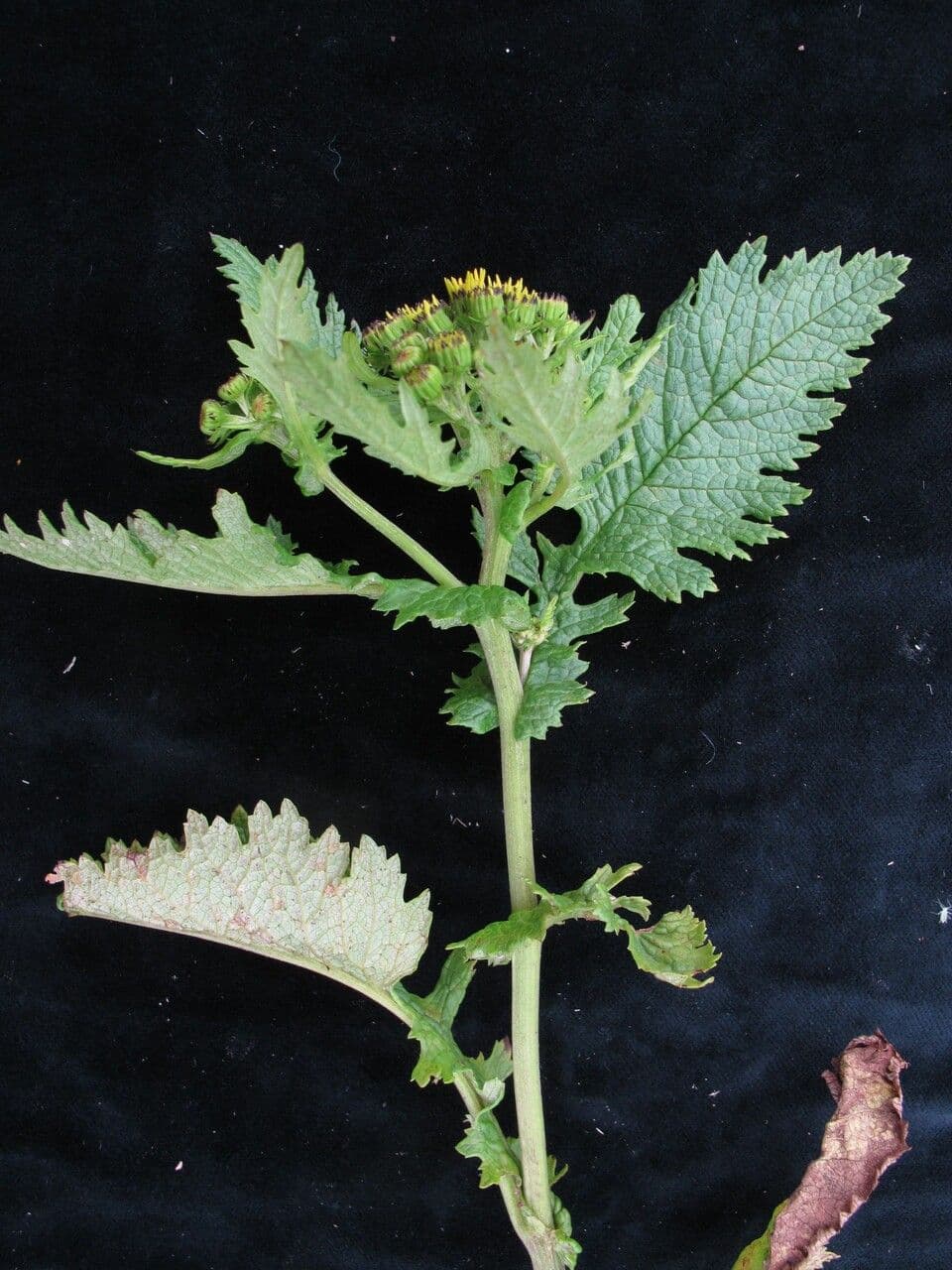 Senecio 5