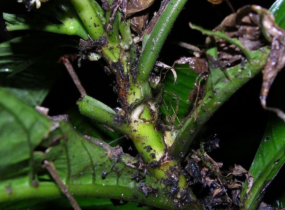 Psychotria 12