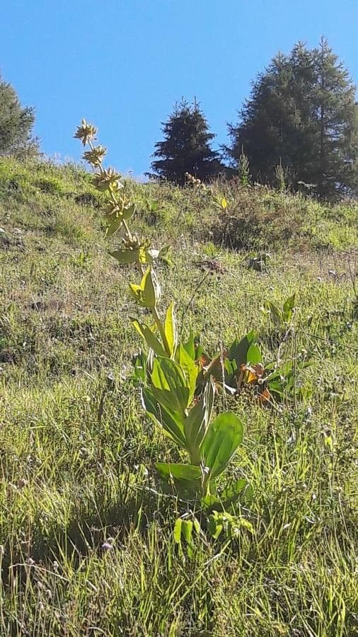 Genziana maggiore 27