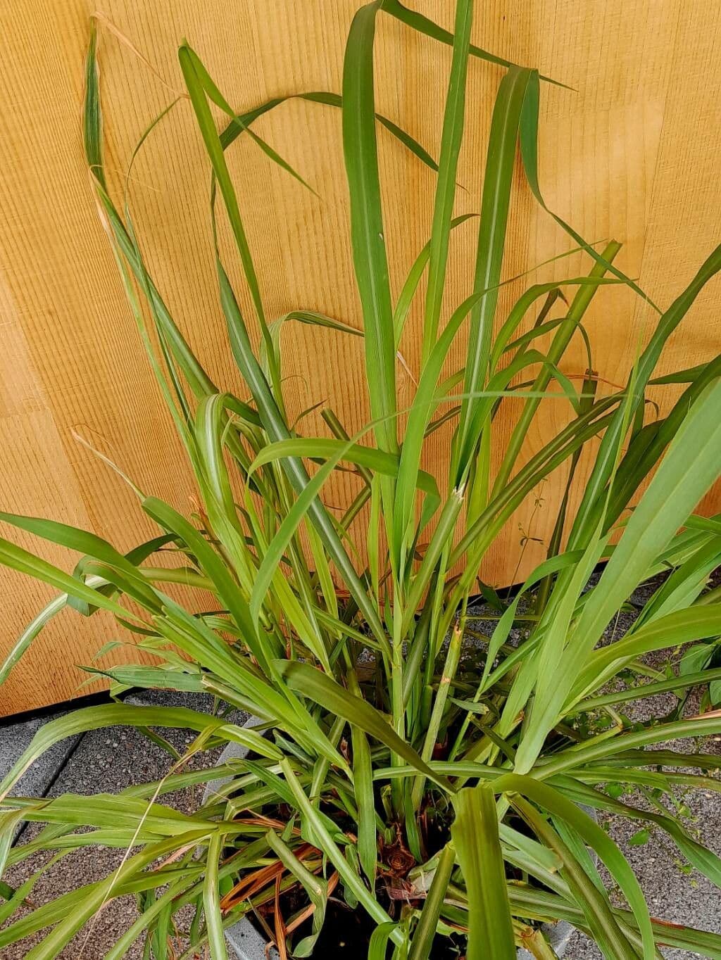 Citronella 7