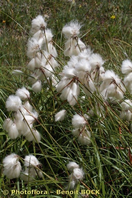 Breitblättriges Wollgras 26