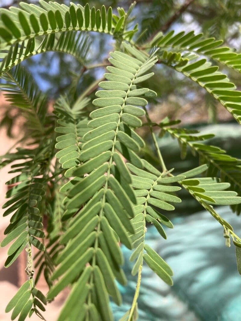 Prosopis 18