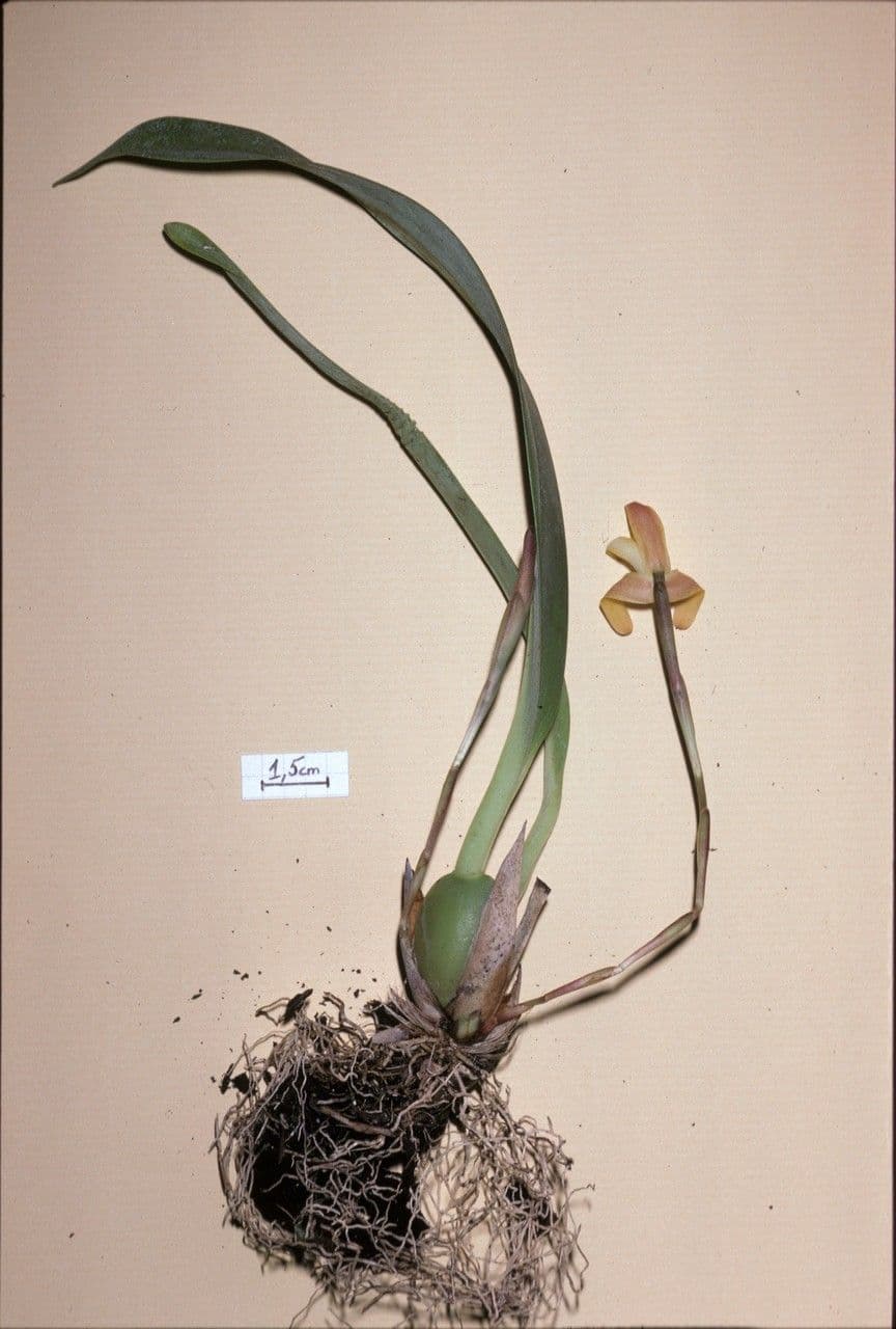 Maxillaria