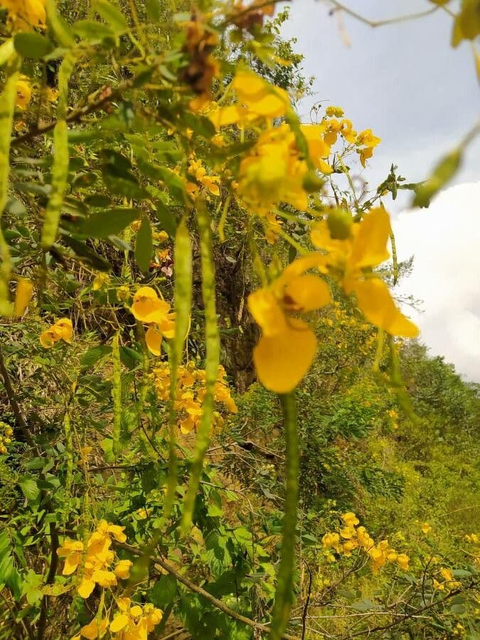 Vieldrüsige Senna 2