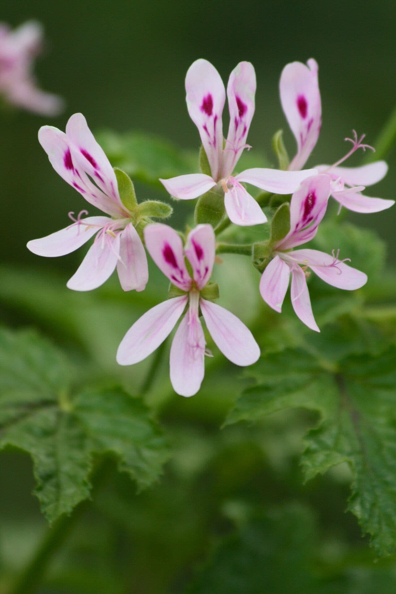 Geranium 3