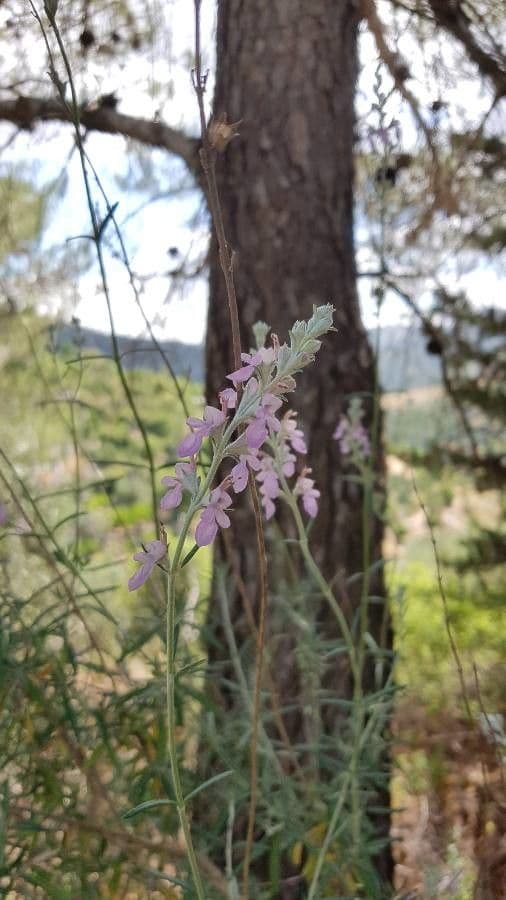Teucrium 3