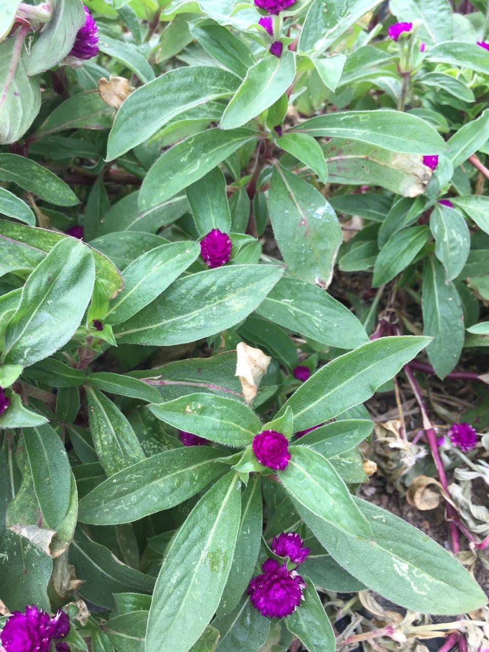 Gomphrena globuleuse 15