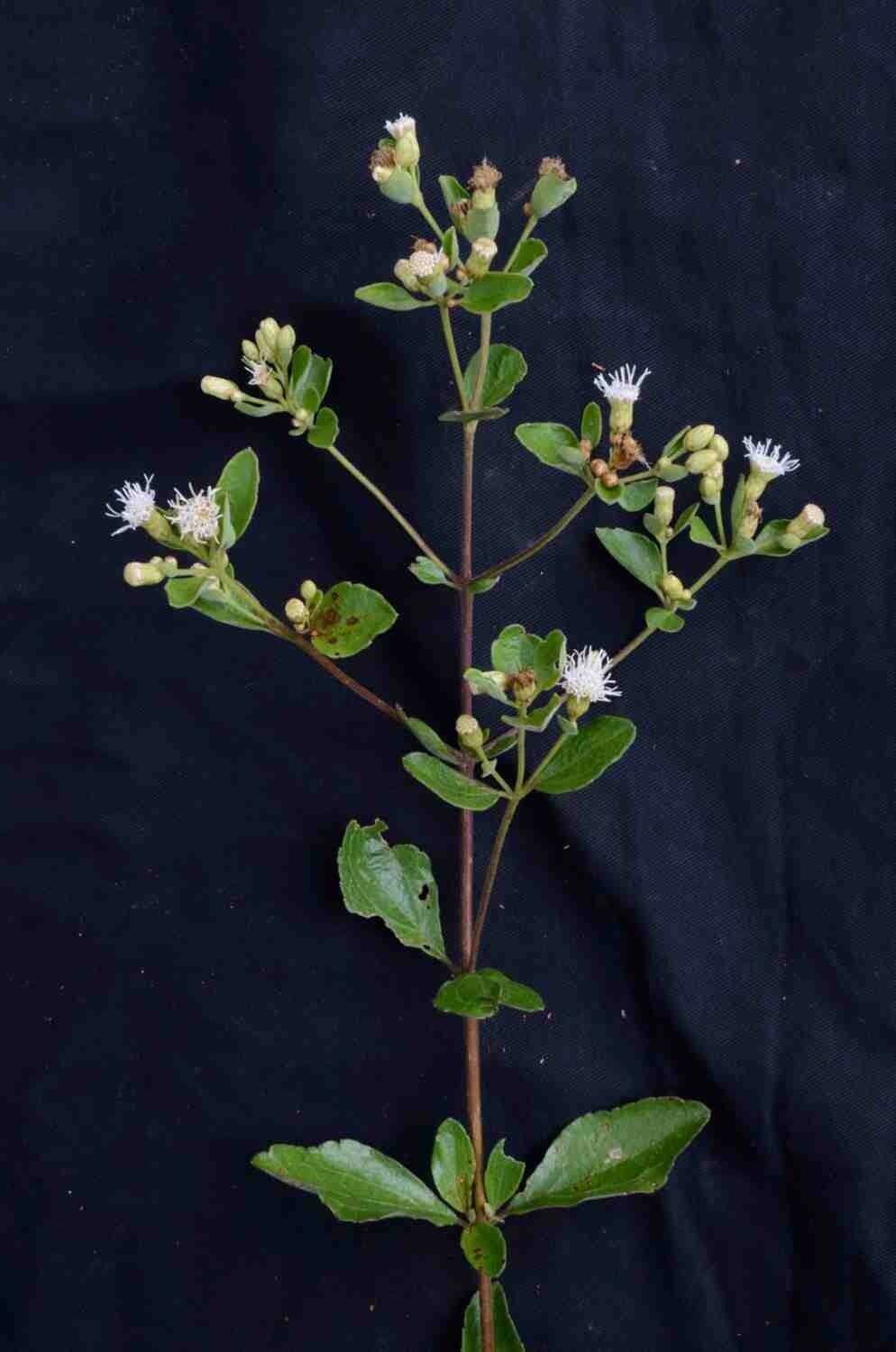 Chromolaena 7