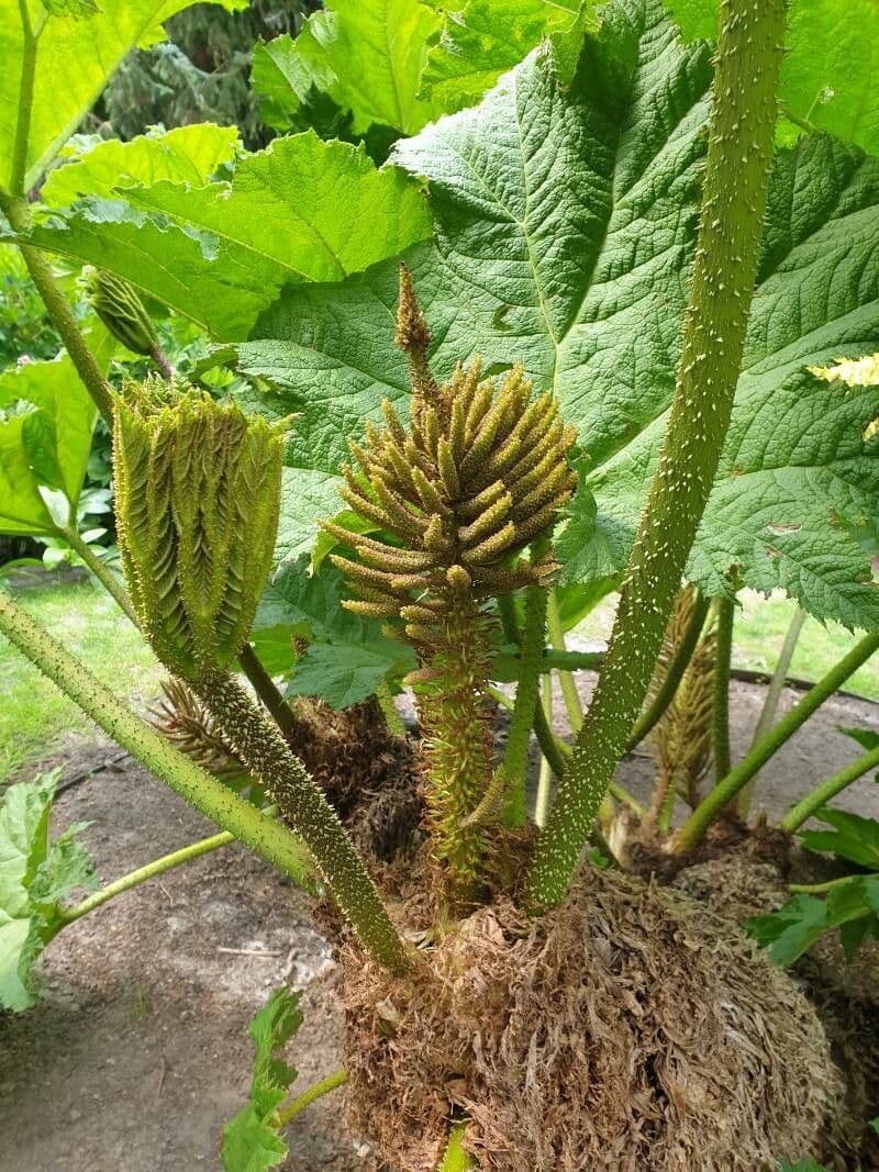 Gunnera tinctoria 25