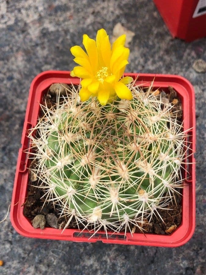 Weingartia 6